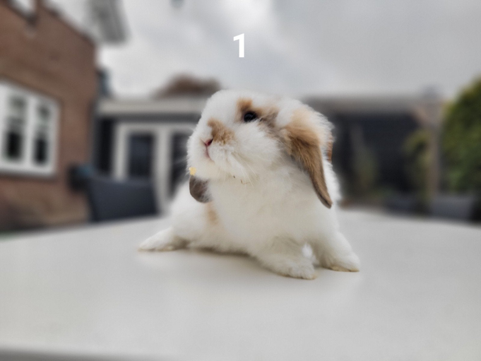 Baby konijntjes te koop!, Dieren en Toebehoren, Meerdere dieren, Middelgroot, 0 tot 2 jaar