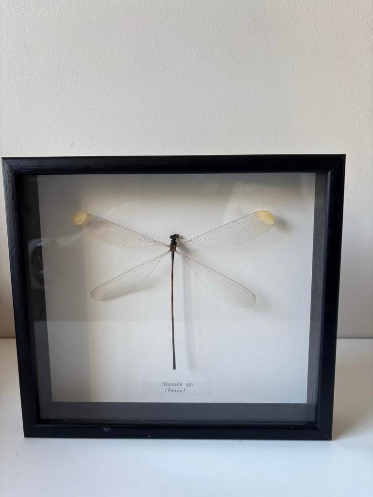 Ingelijste libelle uit Peru - Otherist Amsterdam, Verzamelen, Ophalen of Verzenden, Zo goed als nieuw, Insect, Overige typen