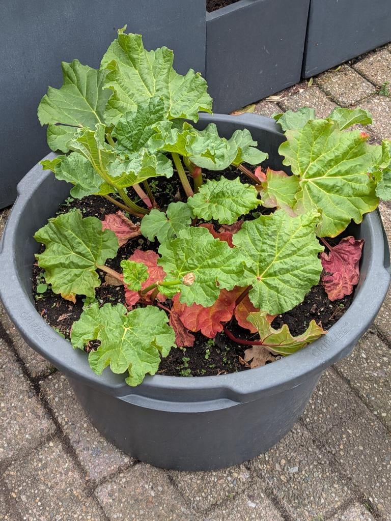 Grote Rabarberplant - Zonder pot, Ophalen of Verzenden, Bloeit niet, Halfschaduw, Groenteplanten