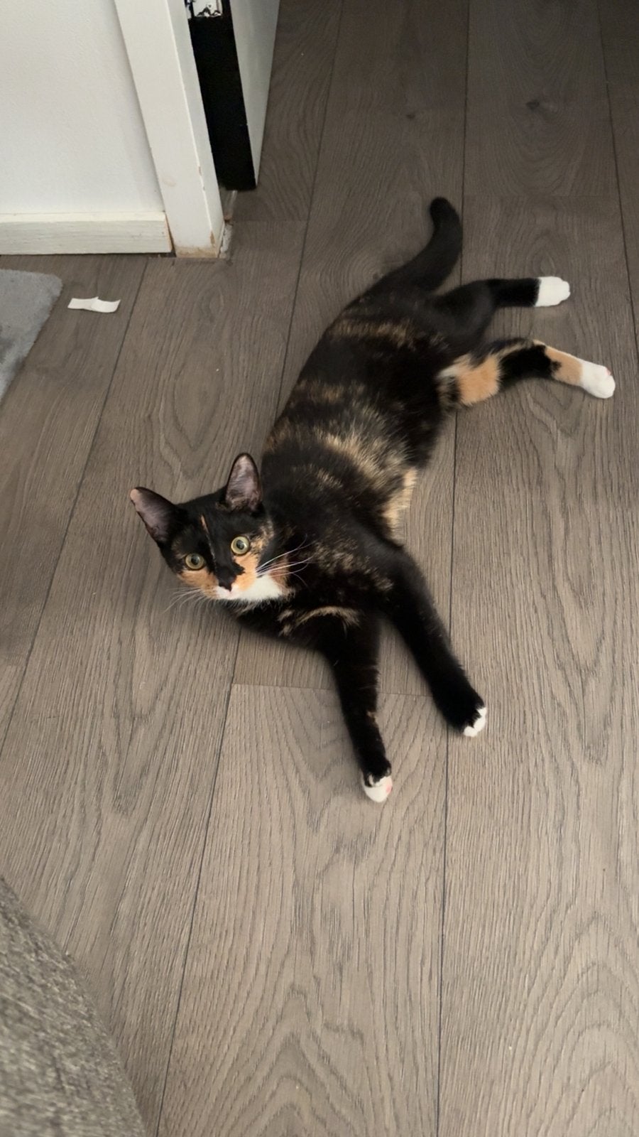 katten, Poes