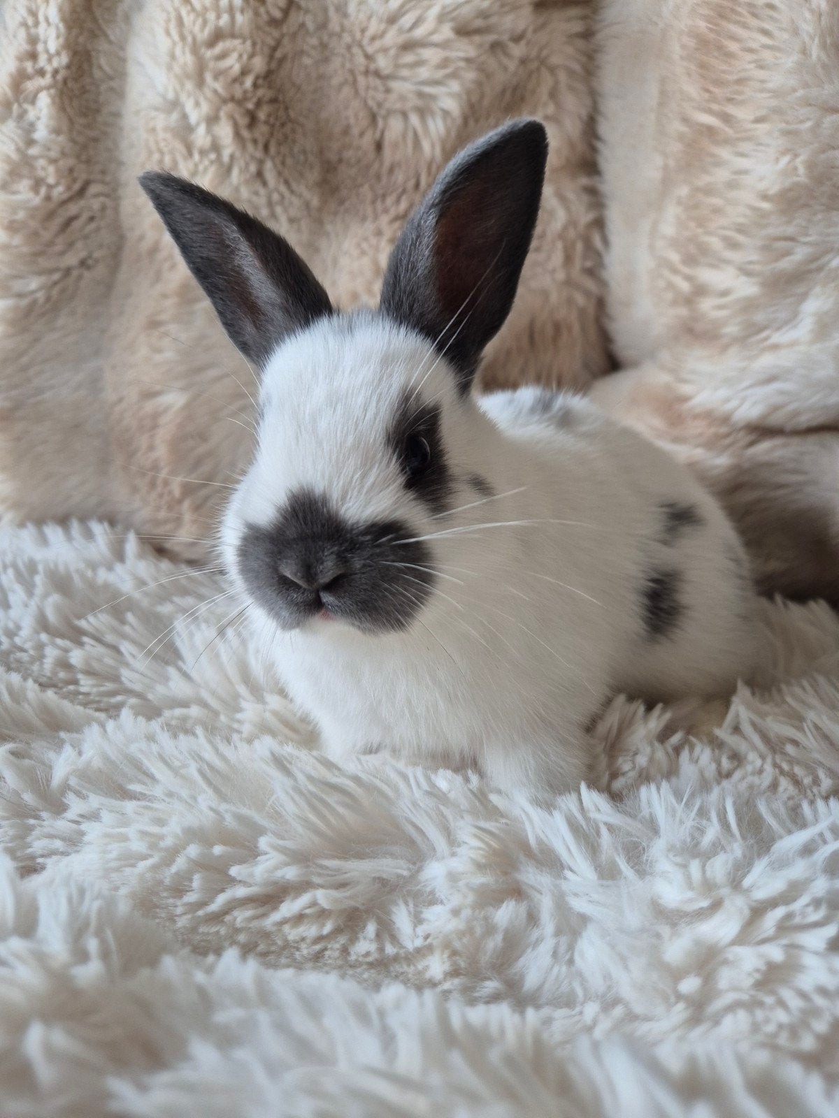 Koppeltje jonge Lotharinger Dwergjes., Dieren en Toebehoren, Konijnen, Meerdere dieren, Dwerg, 0 tot 2 jaar