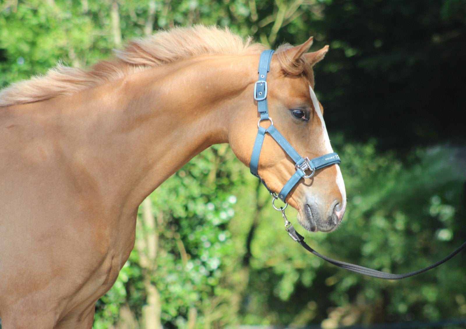 Lieve 2 jarige E pony ruin, Dieren en Toebehoren, Pony's, E pony (1.48m - 1.57m), Met stamboom, Ruin, 3 tot 6 jaar