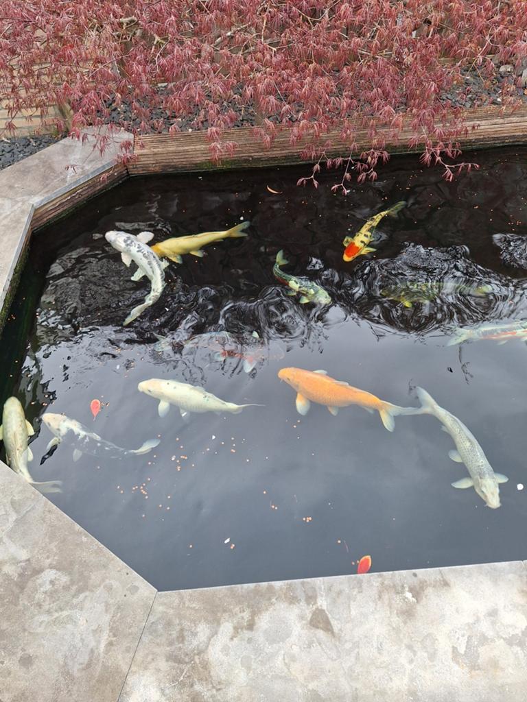 Complete vijver instalatie en koi Vissen, Tuin en Terras, Ophalen of Verzenden