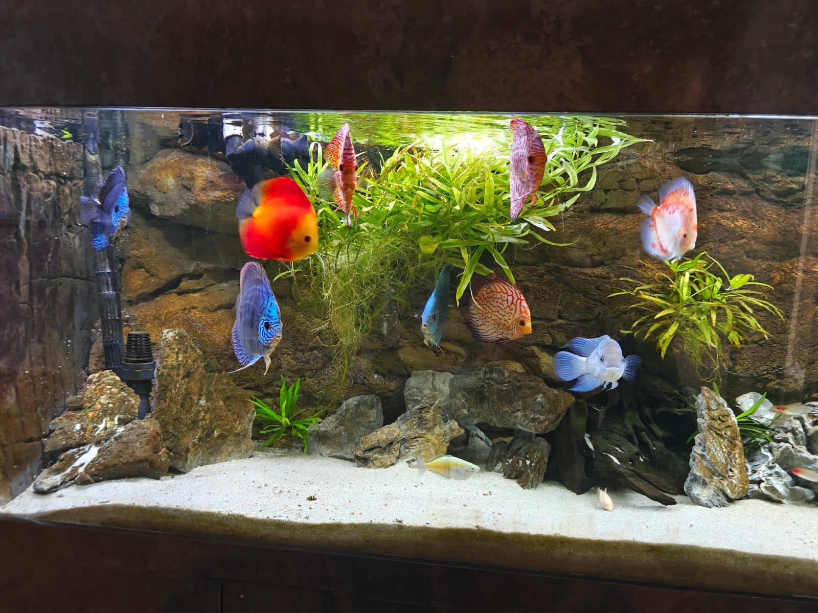 8 Discus vissen, Dieren en Toebehoren, Vis, Zoetwatervis, Schoolvis