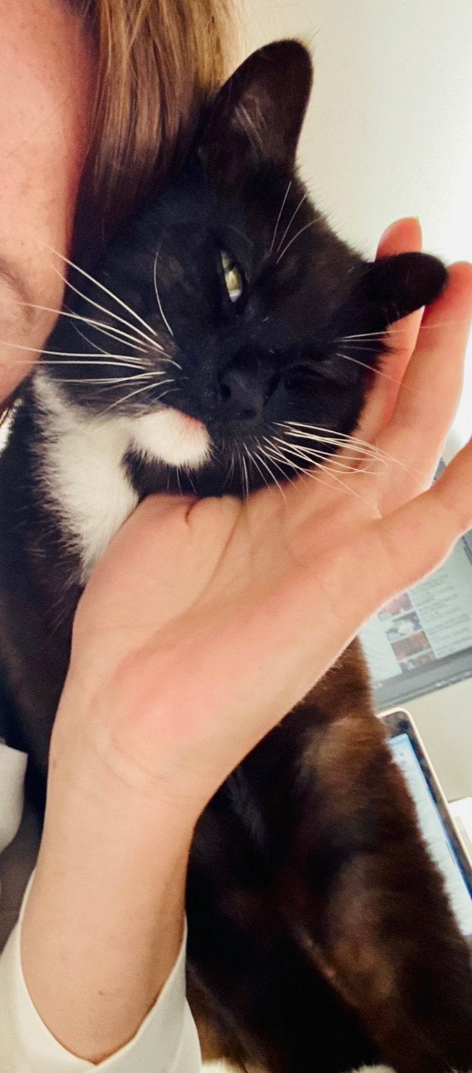 Lieve kat ter adoptie, Dieren en Toebehoren, Kater