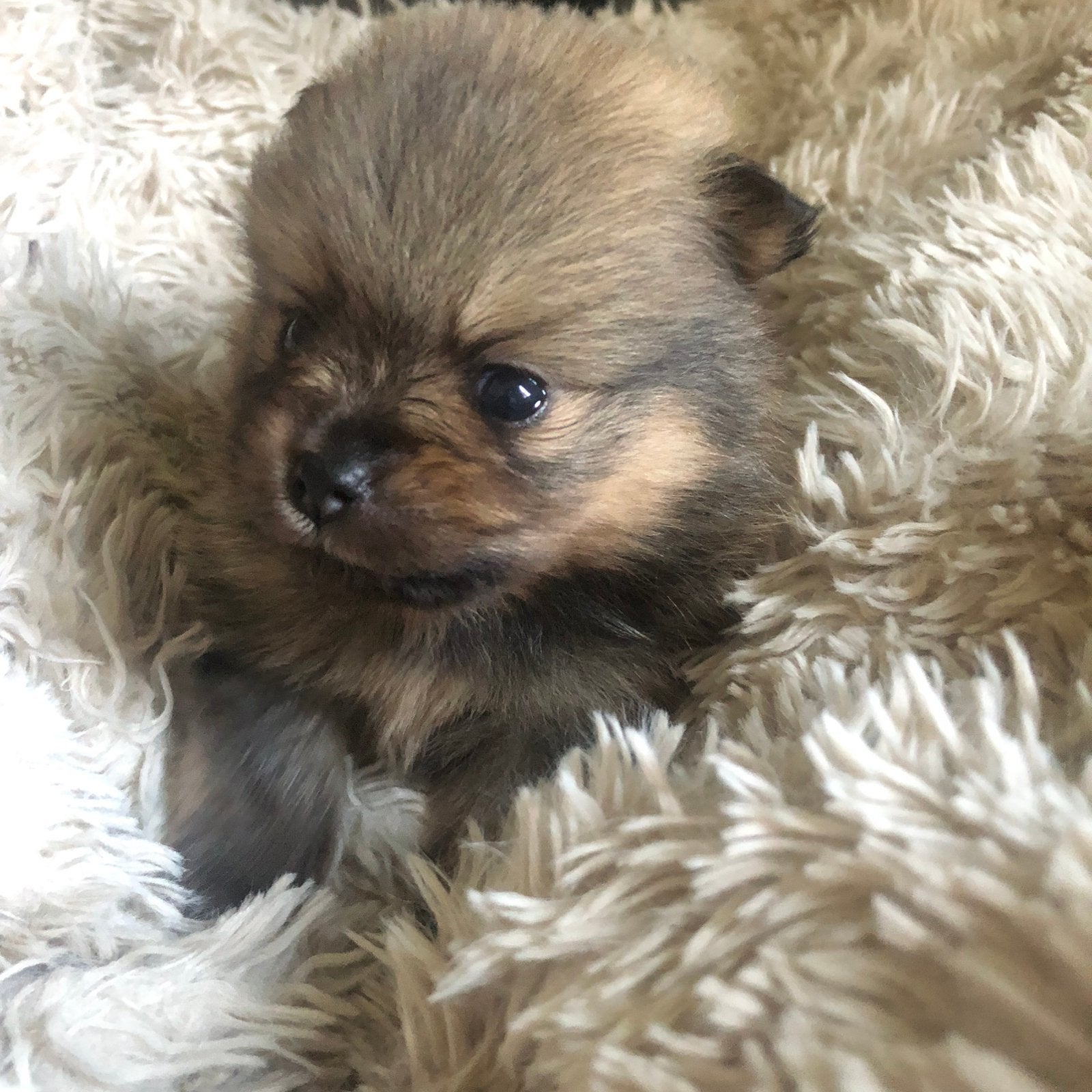 Pomeriaan Dwergkees Puppy’s, Parvo, Overige rassen, 8 tot 15 weken, Meerdere