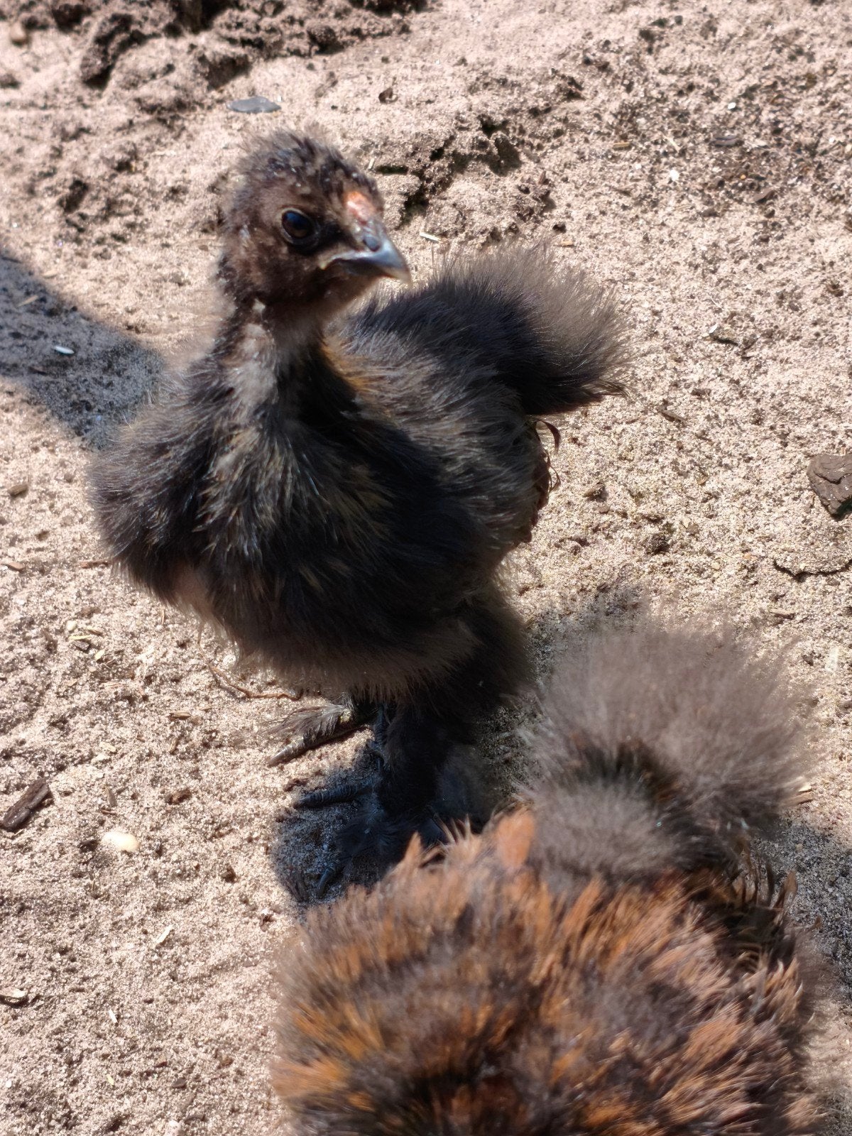 2x Schattige  Zijdehoen-kuikens., Dieren en Toebehoren, Geslacht onbekend, Kip