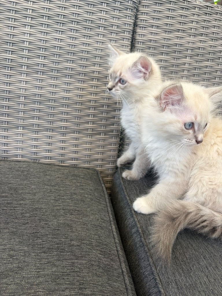 Lieve 100% Ragdolls kittens, Meerdere dieren, Ontwormd, 0 tot 2 jaar