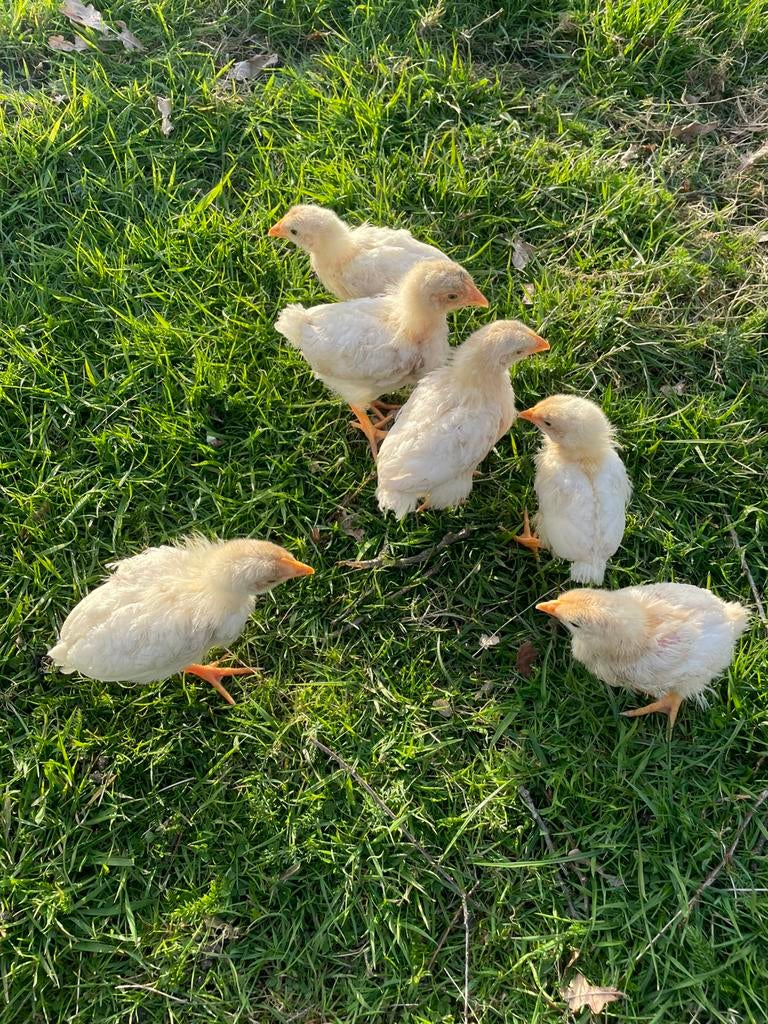 Vleeskuikens, Dieren en Toebehoren, Pluimvee, Kip, Meerdere dieren