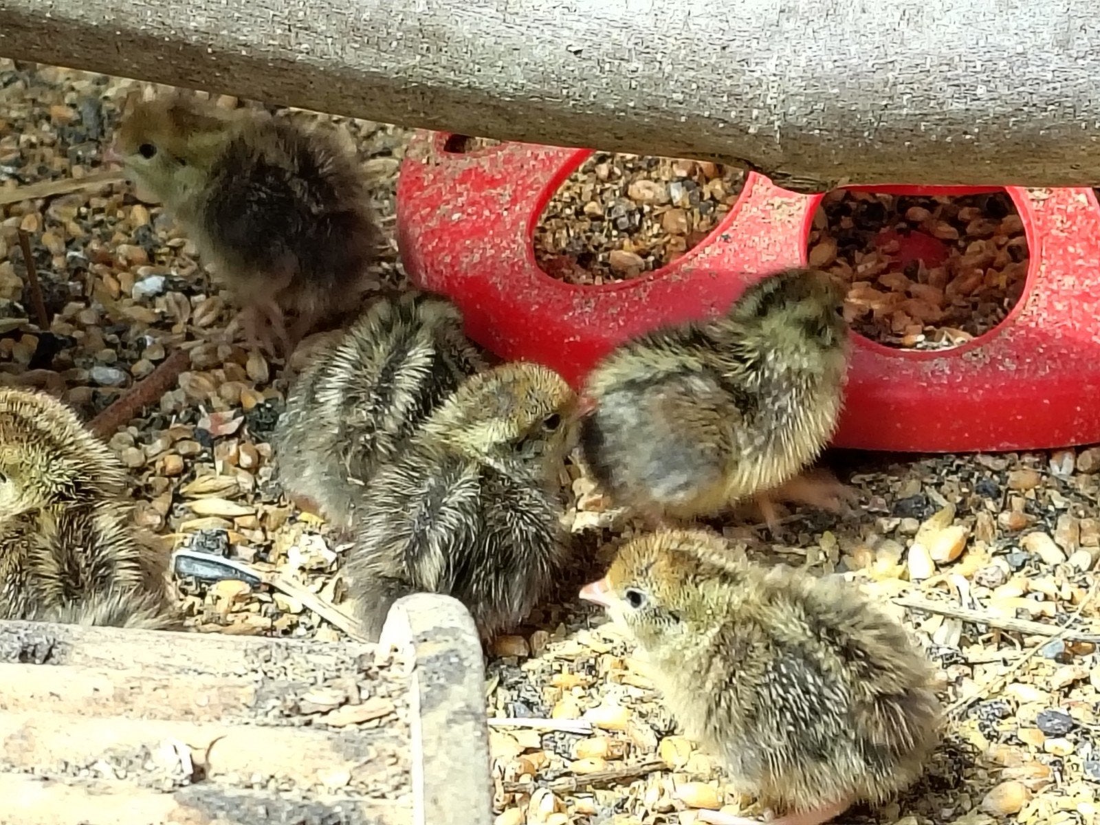 Natuurbroed Harlekijn kwartel kuikens, Dieren en Toebehoren, Meerdere dieren, Overige soorten