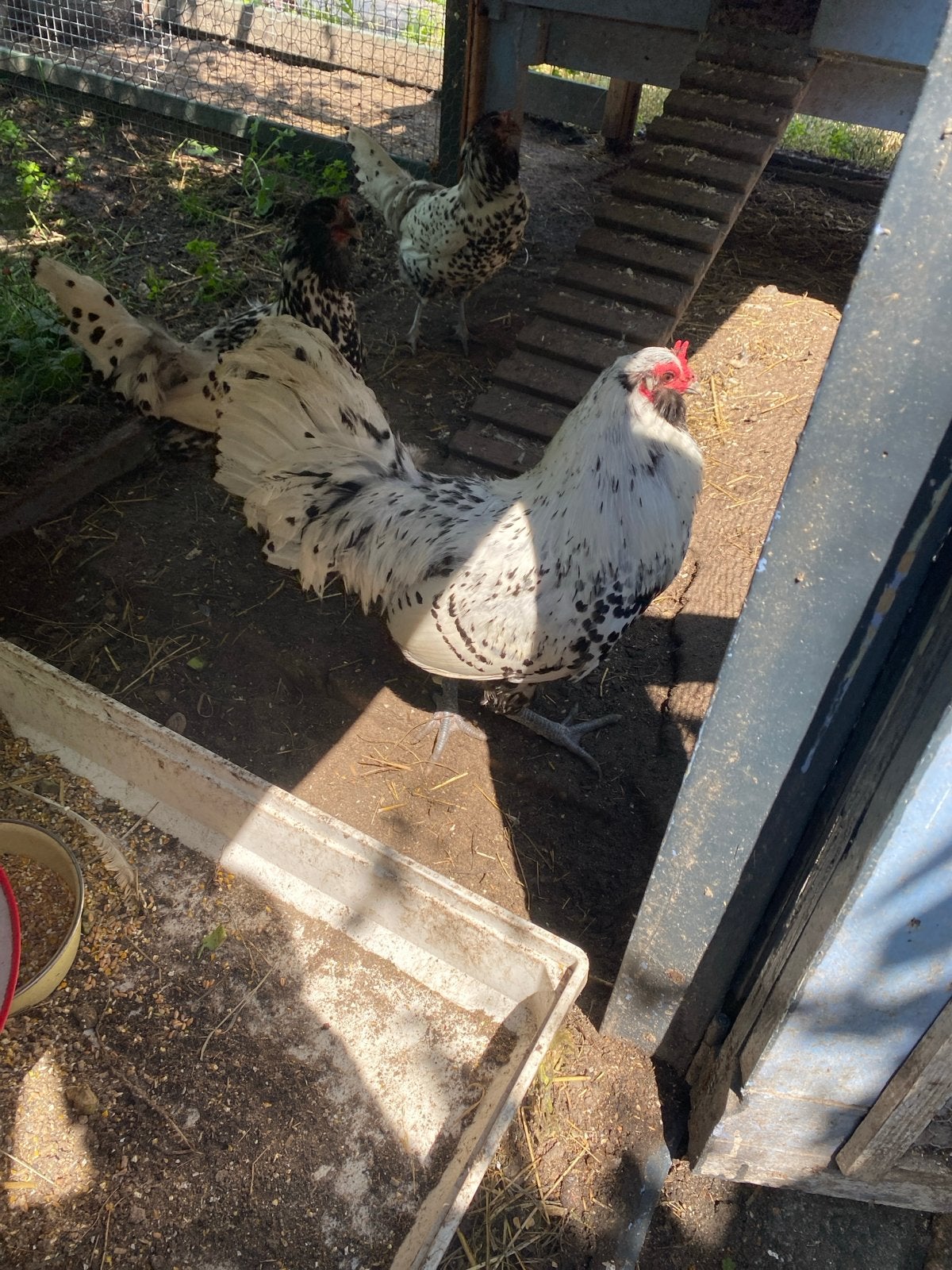 Mooie uilenbaard haan, Dieren en Toebehoren, Mannelijk, Kip