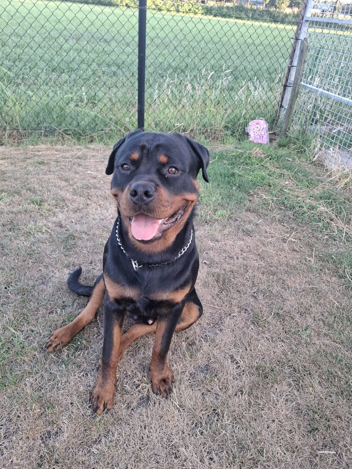 Lieve Rotweiler zoekt nieuwe thuis, Dieren en Toebehoren, Honden | Niet-rashonden, 15 weken tot 1 jaar, Reu, Groot, Eén hond