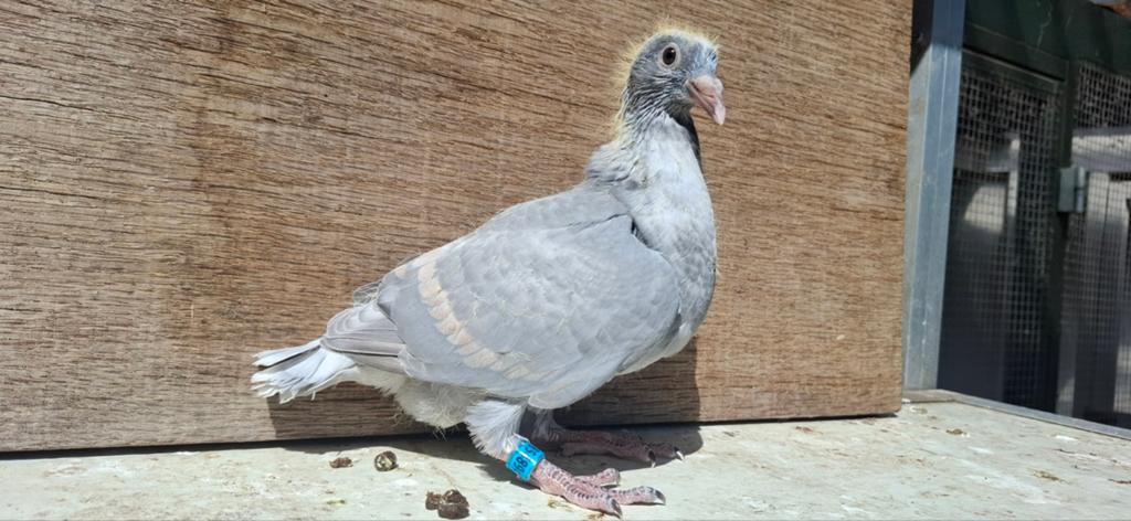 Jonge kleur postduiven, Dieren en Toebehoren, Vogels | Duiven, Meerdere dieren, Postduif