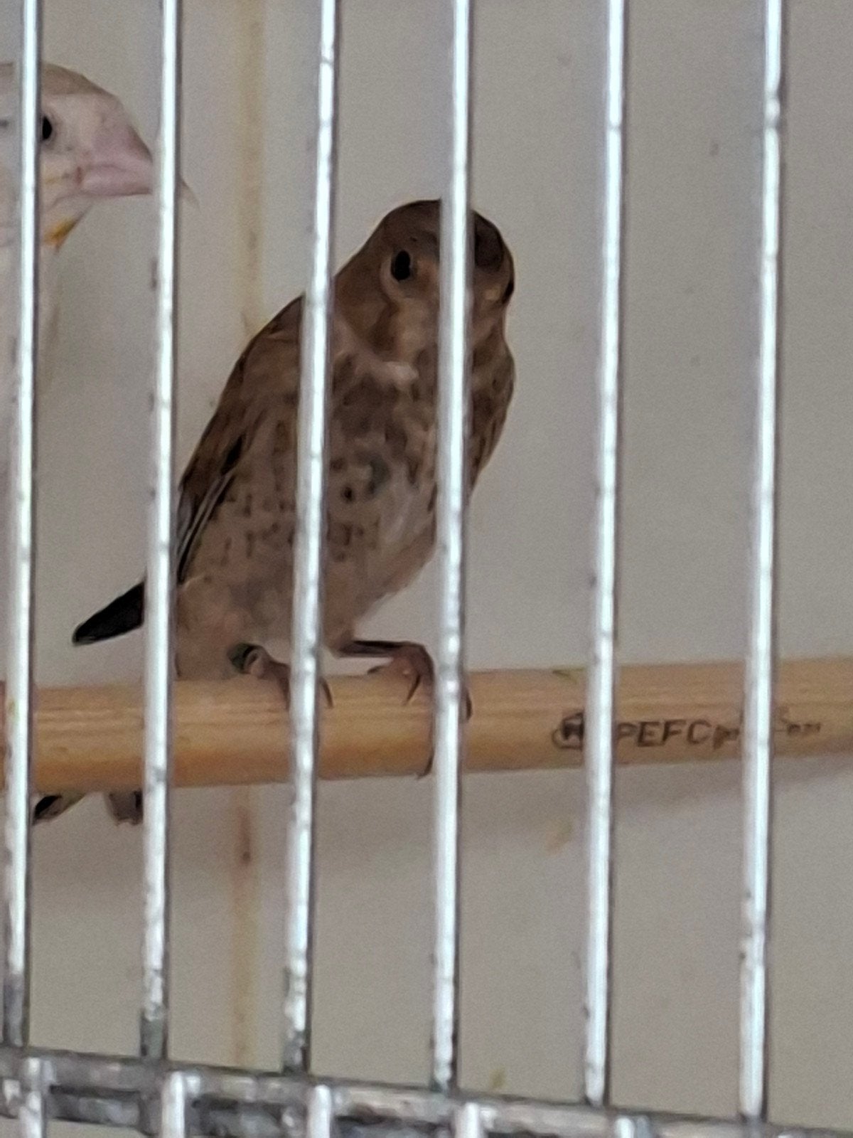 Kneu, Vrouwelijk, Wildzangvogel, Geringd
