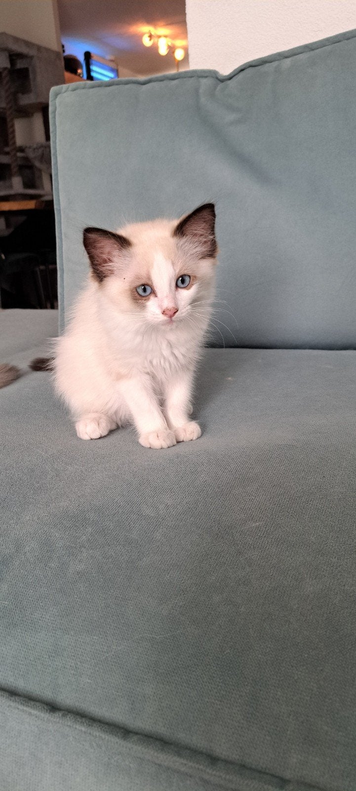Ragdoll katertje zonder stamboom, mag verhuizen, Dieren en Toebehoren, Katten en Kittens | Raskatten | Langhaar, Kater, Gechipt