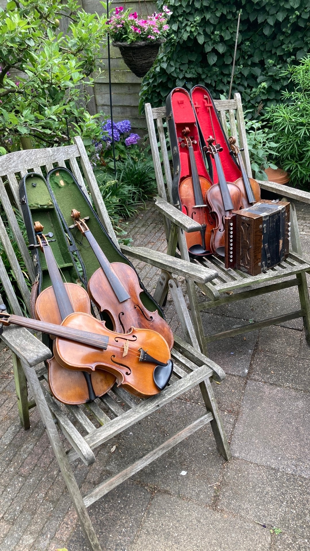 6 violen en antieke accordeon, Muziek en Instrumenten, Ophalen, Zo goed als nieuw, 4/4-viool