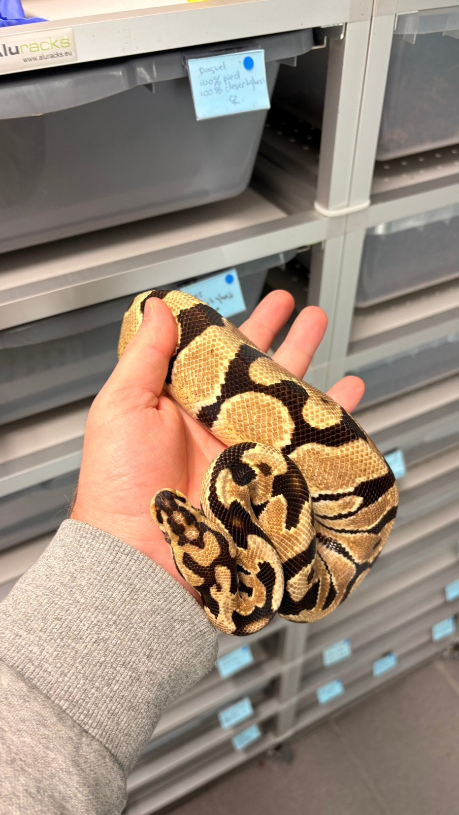 Spotnose orange dream 100% het clown ball python Ball Python photo 3