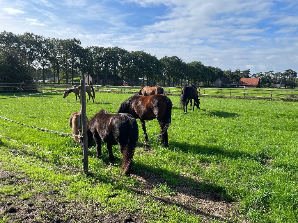 Stalling paddock paradise tussen Rucphen en Zundert, Stalling, 2 of 3 paarden of pony's