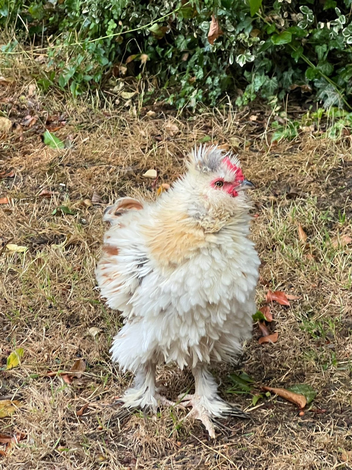 Goed huis gezocht voor onze lieve haan!, Dieren en Toebehoren, Mannelijk, Kip