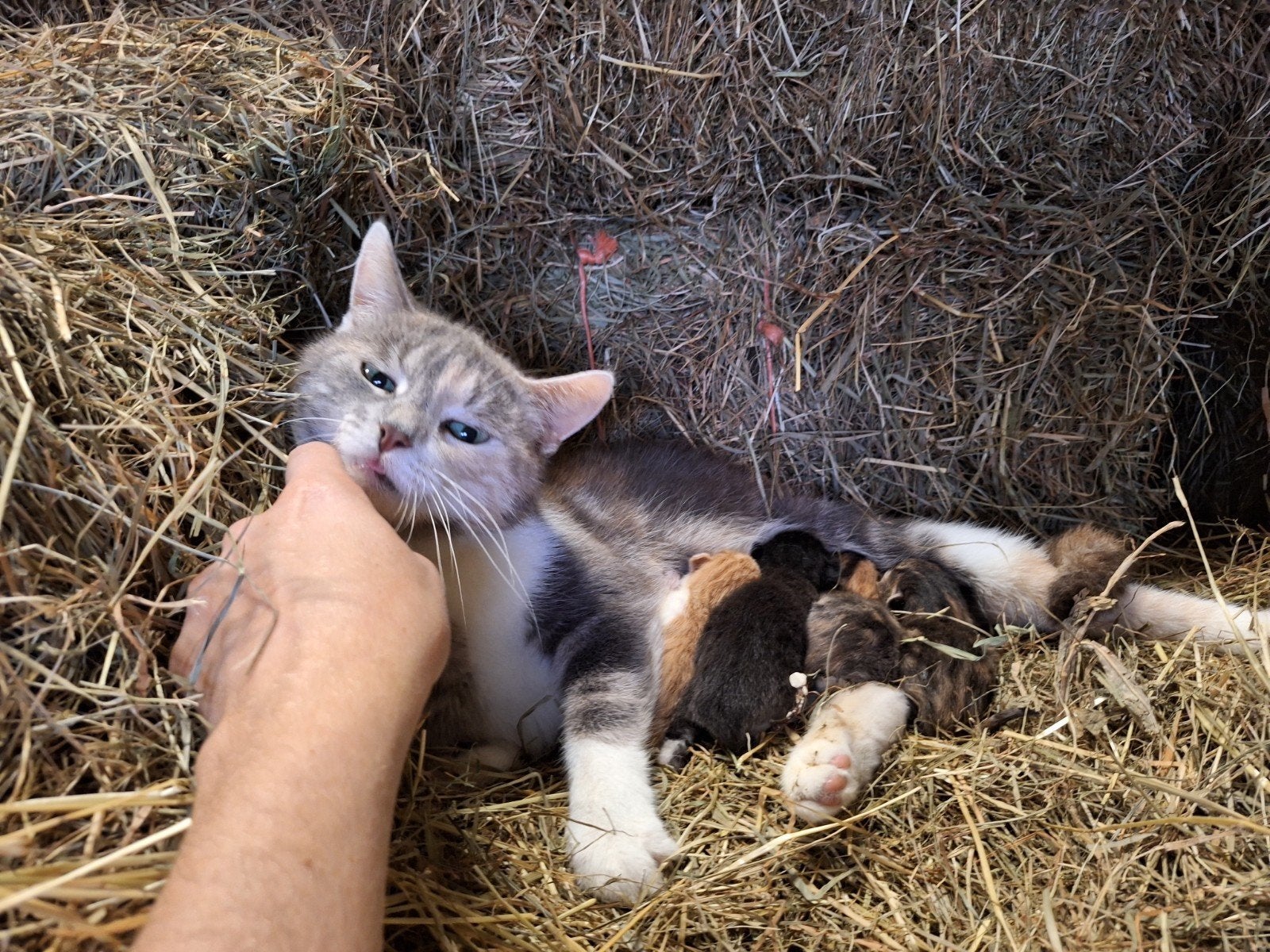 Bijzonder gekleurde kittens, Dieren en Toebehoren, Meerdere dieren