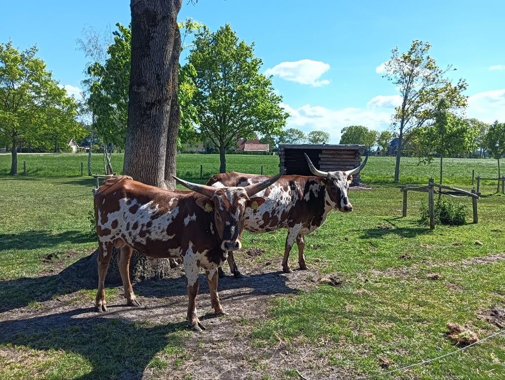 Te koop, 2 prachtige Texas Longhorns!!, Dieren en Toebehoren, Runderen, Meerdere dieren