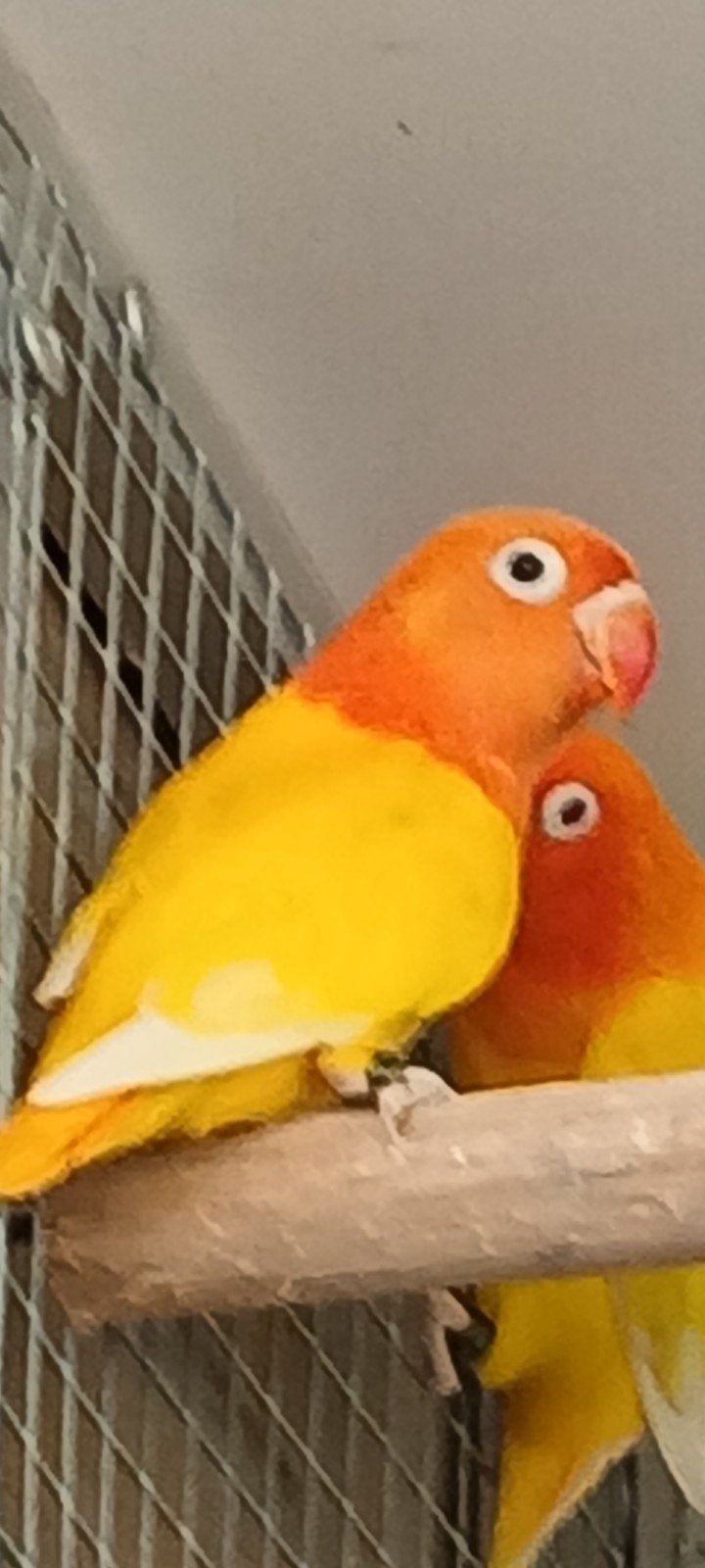 mooie fischeri ino opaline, Geslacht onbekend, Dwergpapegaai of Agapornis, Geringd