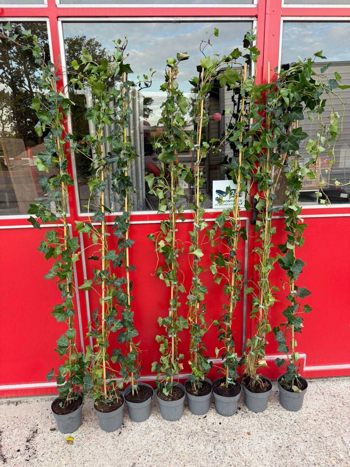 Klim hedera 2€ per stuk nog 100 in aanbod, Ophalen of Verzenden, Overige soorten, Minder dan 100 cm