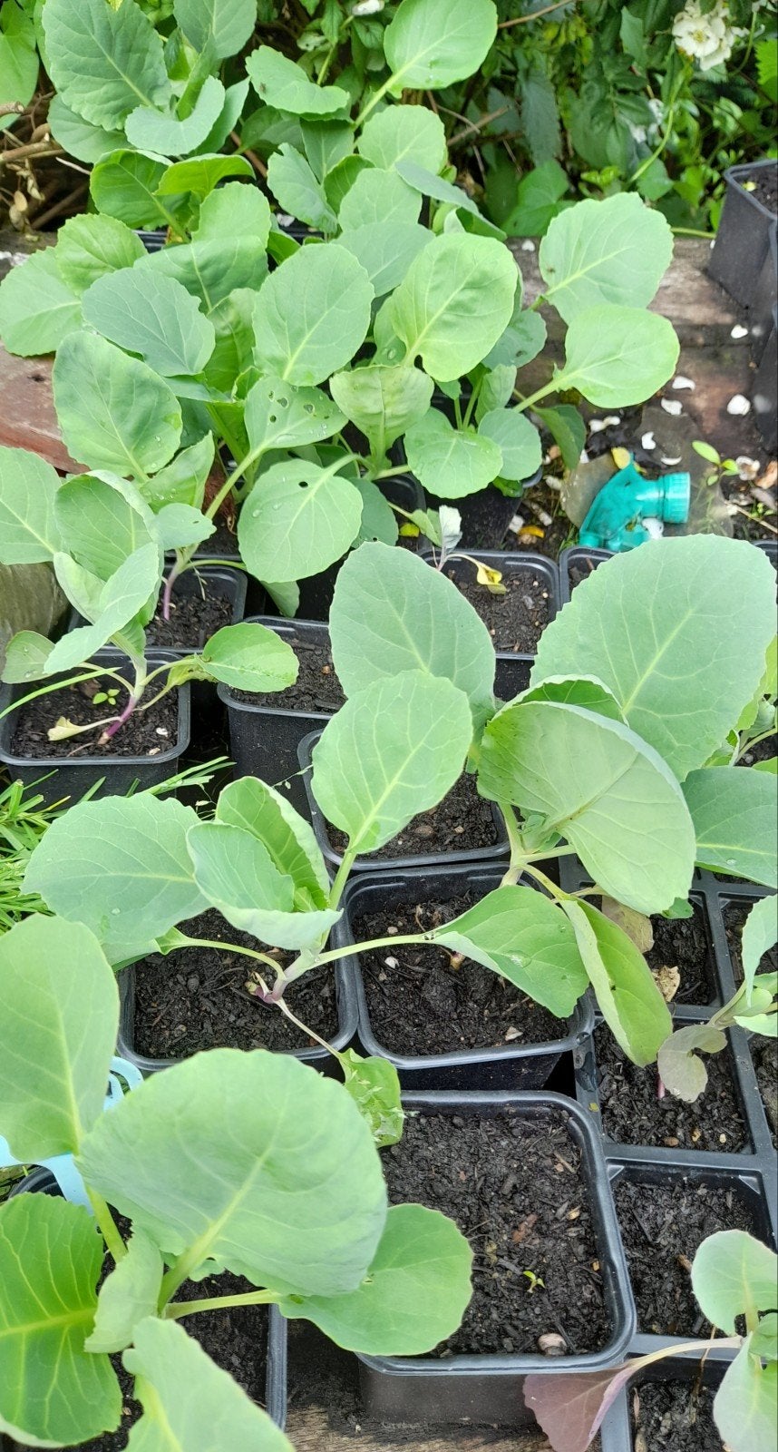 Spitskool planten, Tuin en Terras, Ophalen, Eenjarig, Overige soorten, Volle zon