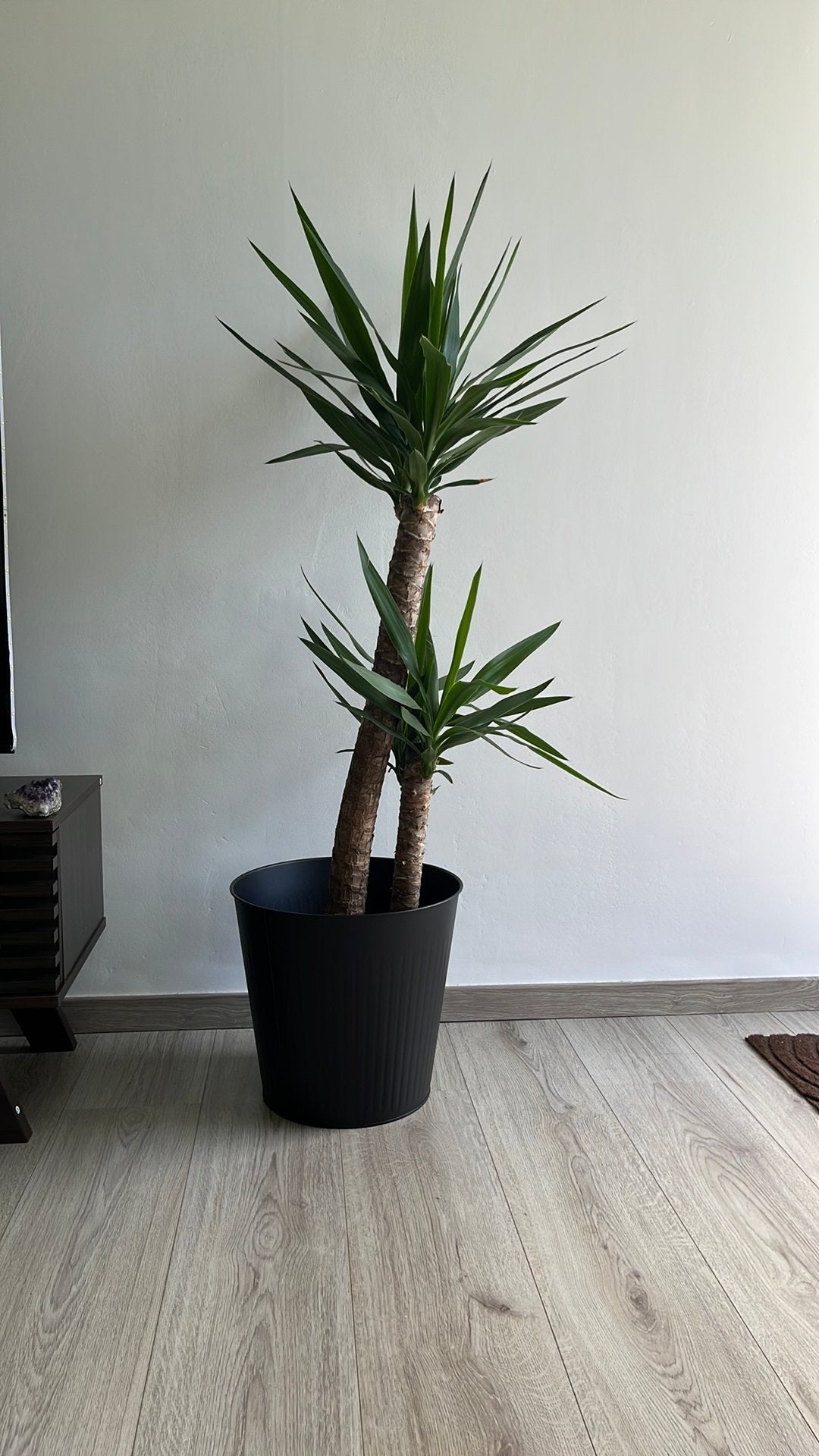 Grote Yıcca Palmea kamerplant met pot, Ophalen, Nieuw