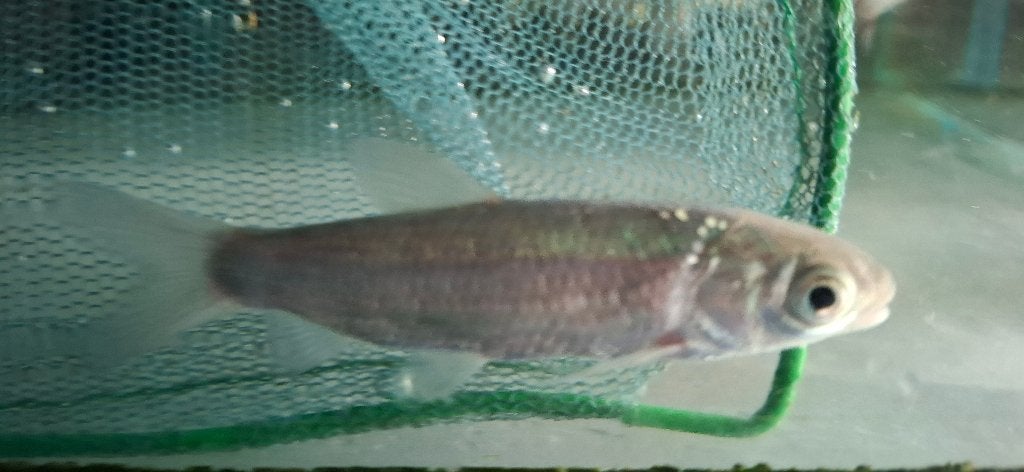 Graskarpers Algeneter, Dieren en Toebehoren, Karper of Koi