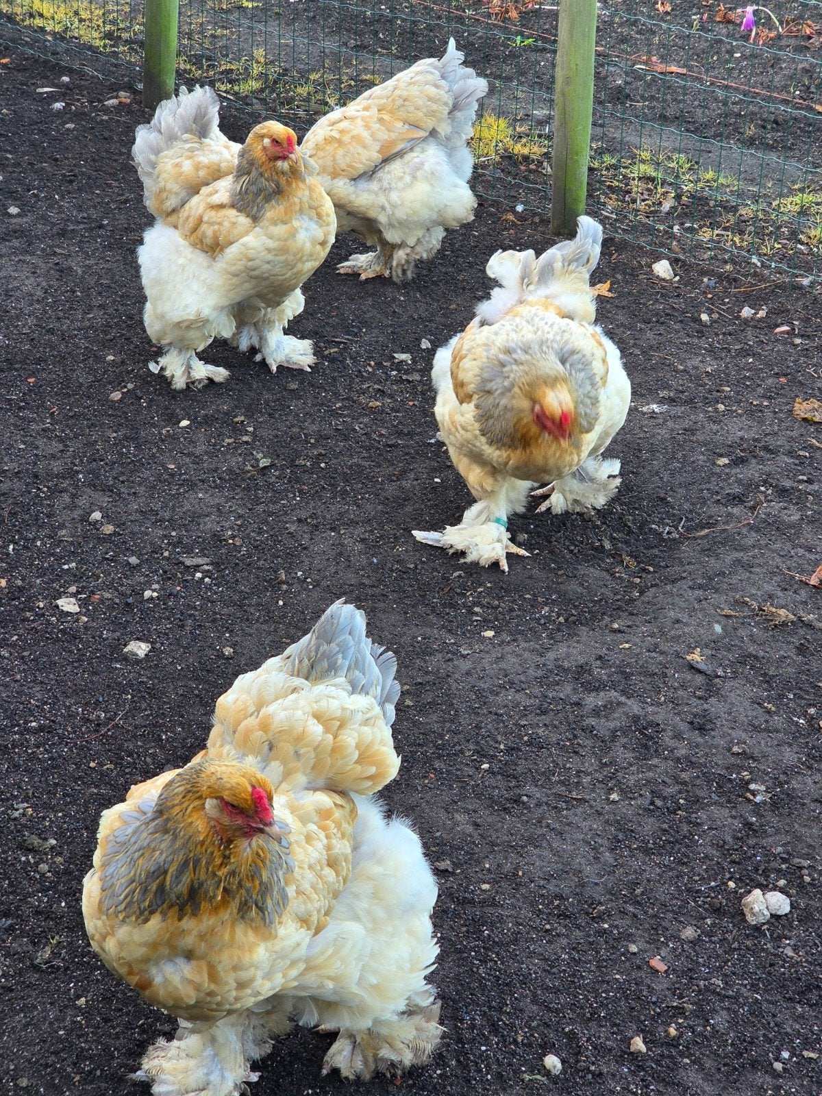 brahma hennen, Vrouwelijk, Kip