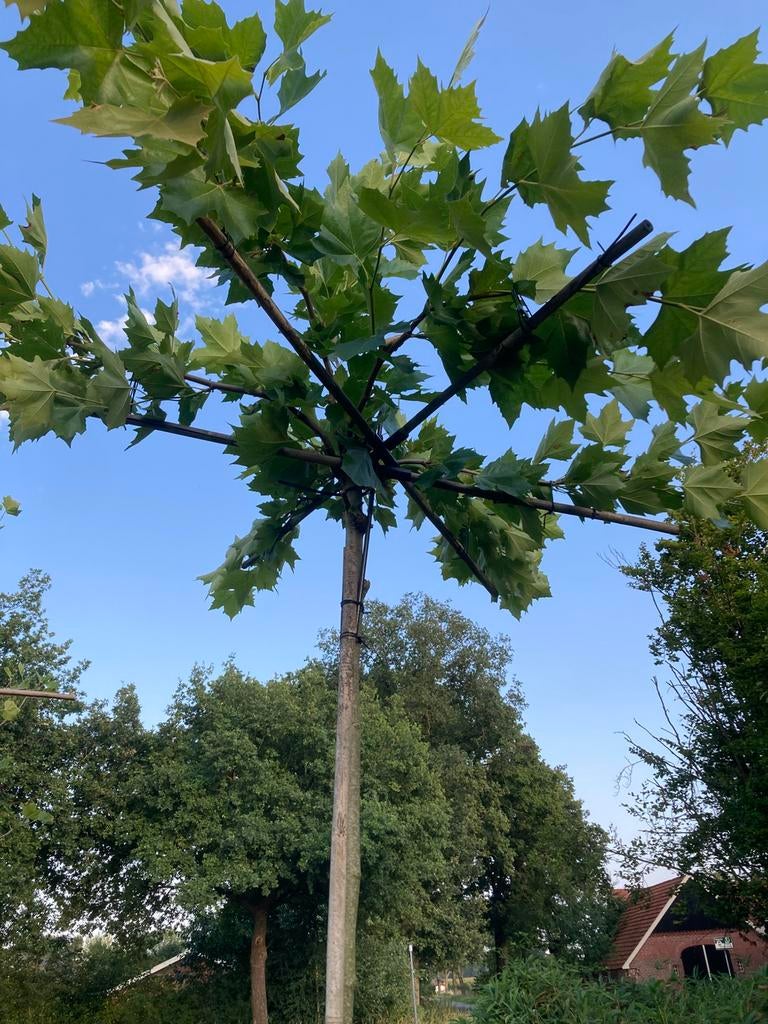 Dakplataan, Leilinde, Walnoot & Zuilbeuk - Twentse Bodem, Ophalen of Verzenden, Lente, 100 tot 250 cm, Dakboom