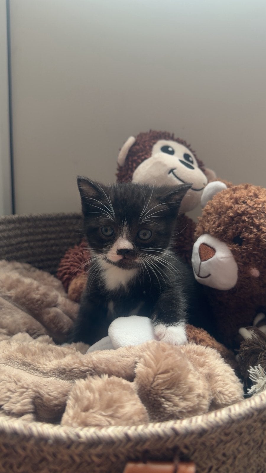 Britse korthaar kittens, Dieren en Toebehoren, Meerdere dieren, Ontwormd, 0 tot 2 jaar