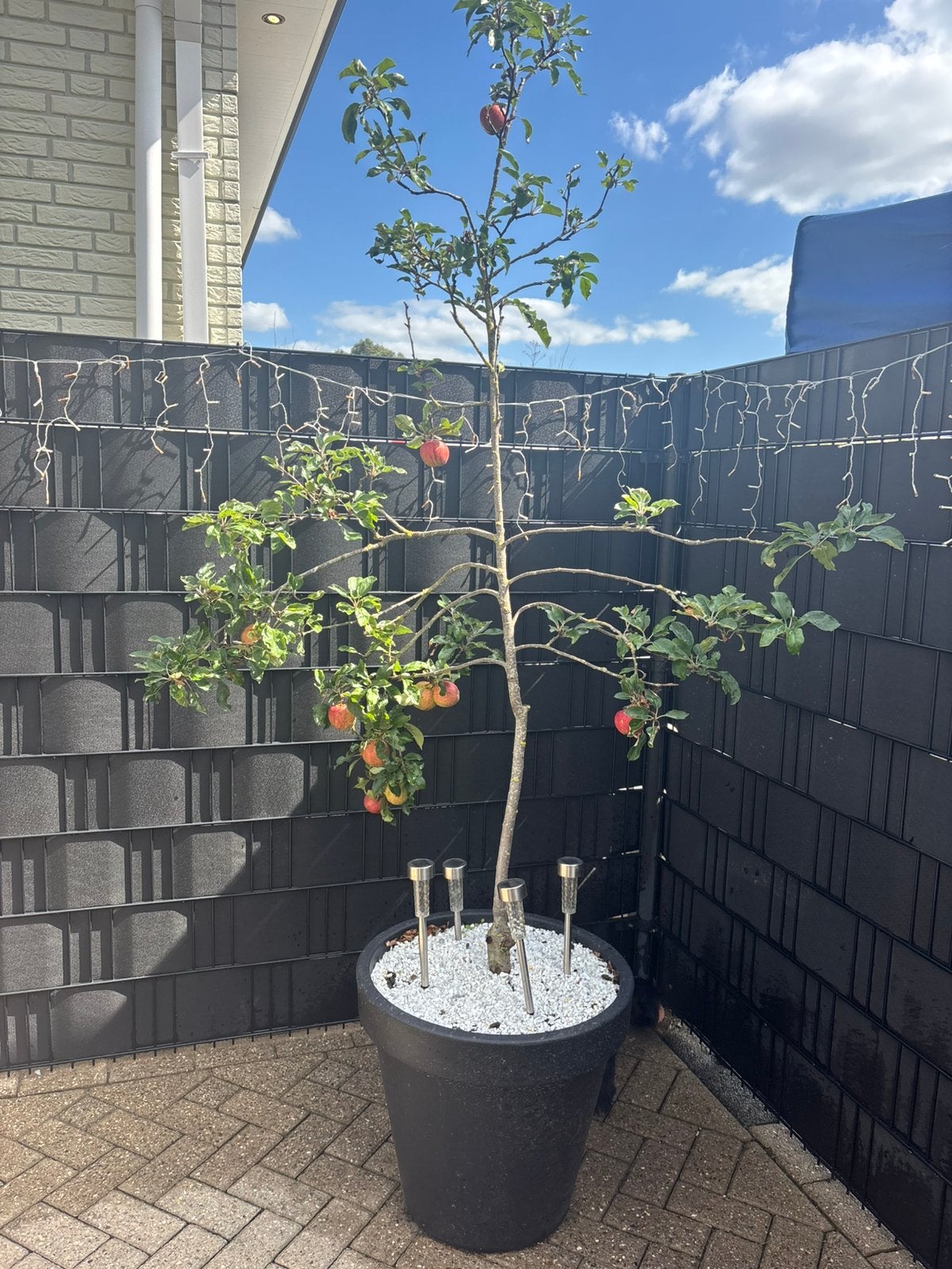 Appel boom met planten bak, Ophalen, Volle zon, Overige soorten, 100 tot 250 cm