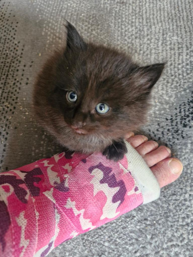 Raszuivere Noorse boskatten, Kater, Gechipt