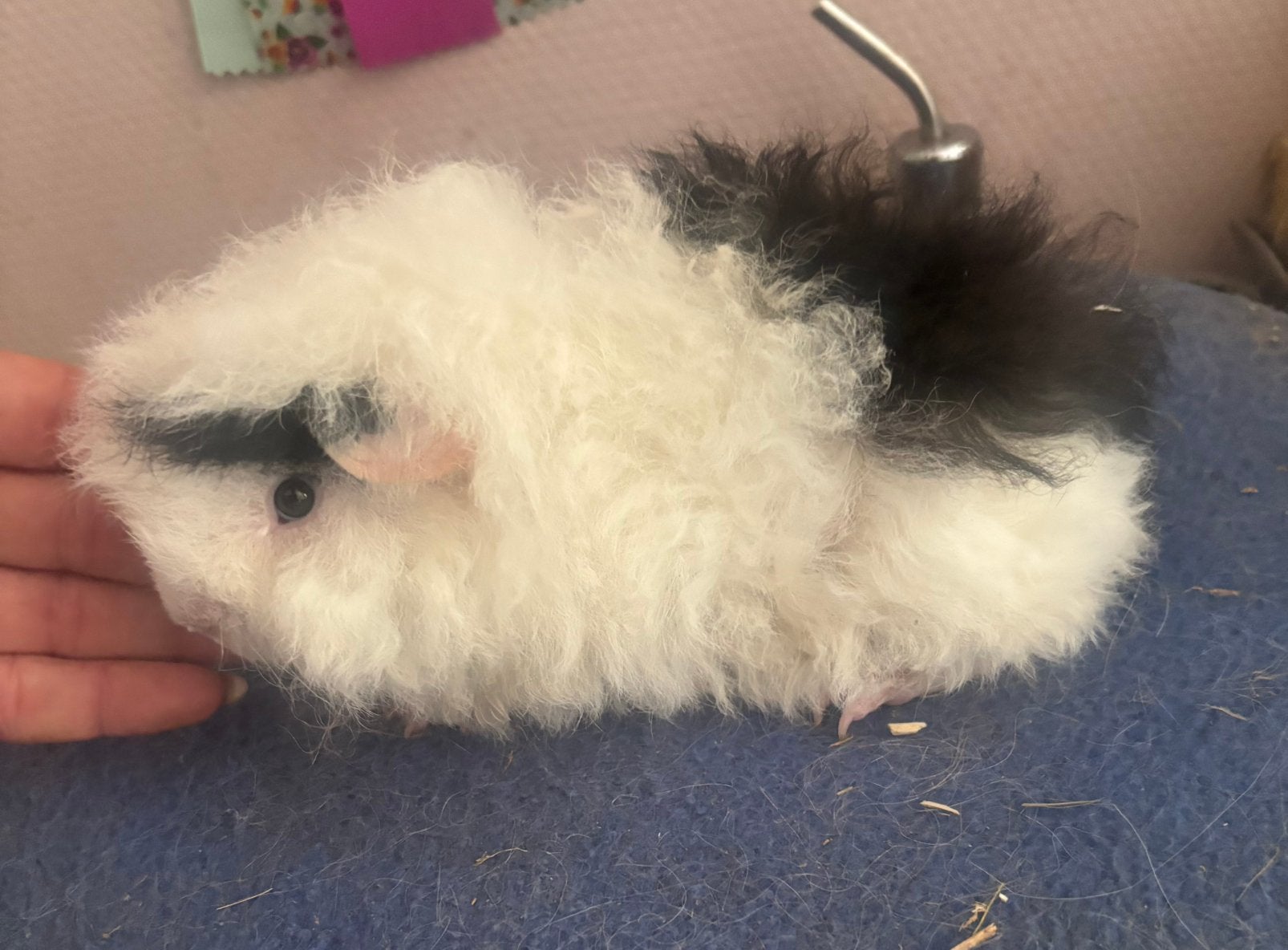 Mooi alpaca beertje, Cavia, Juni, Mannelijk, Tam