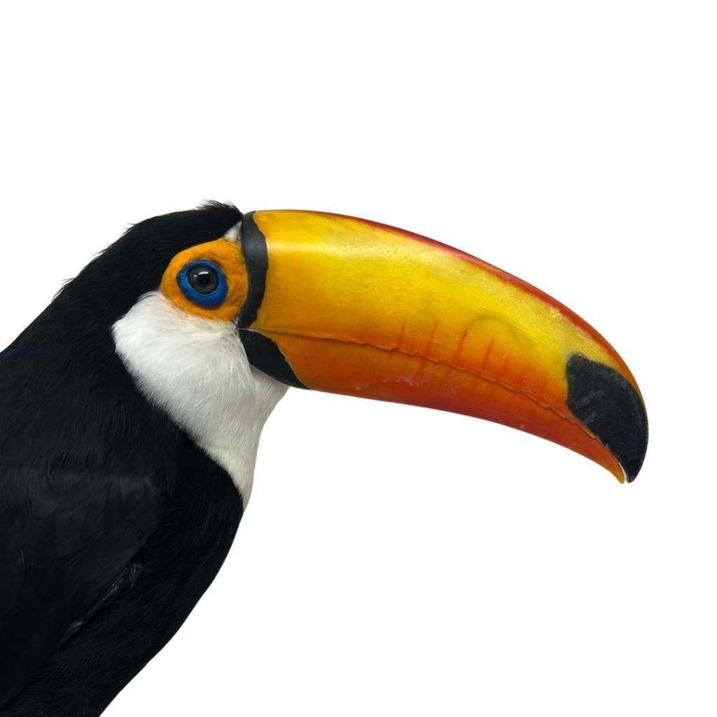 De beste kwaliteit opgezette dieren vind je hier!, Ophalen of Verzenden, Nieuw, Overige soorten, Opgezet dier