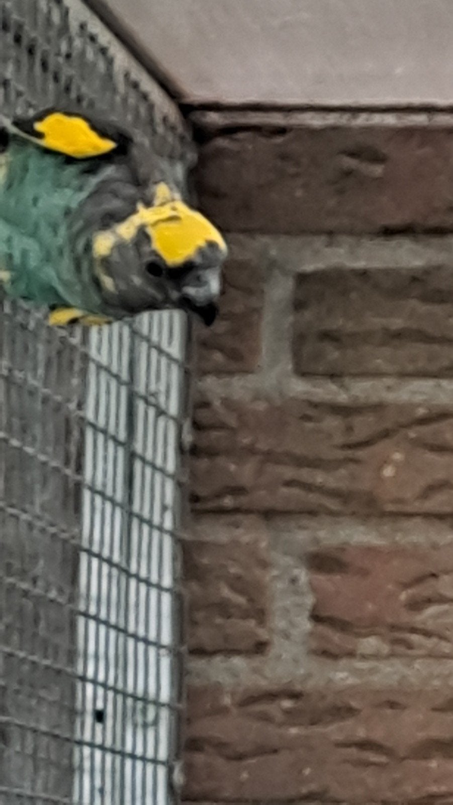 Koppel meyers bewezen, Meerdere dieren, Papegaai