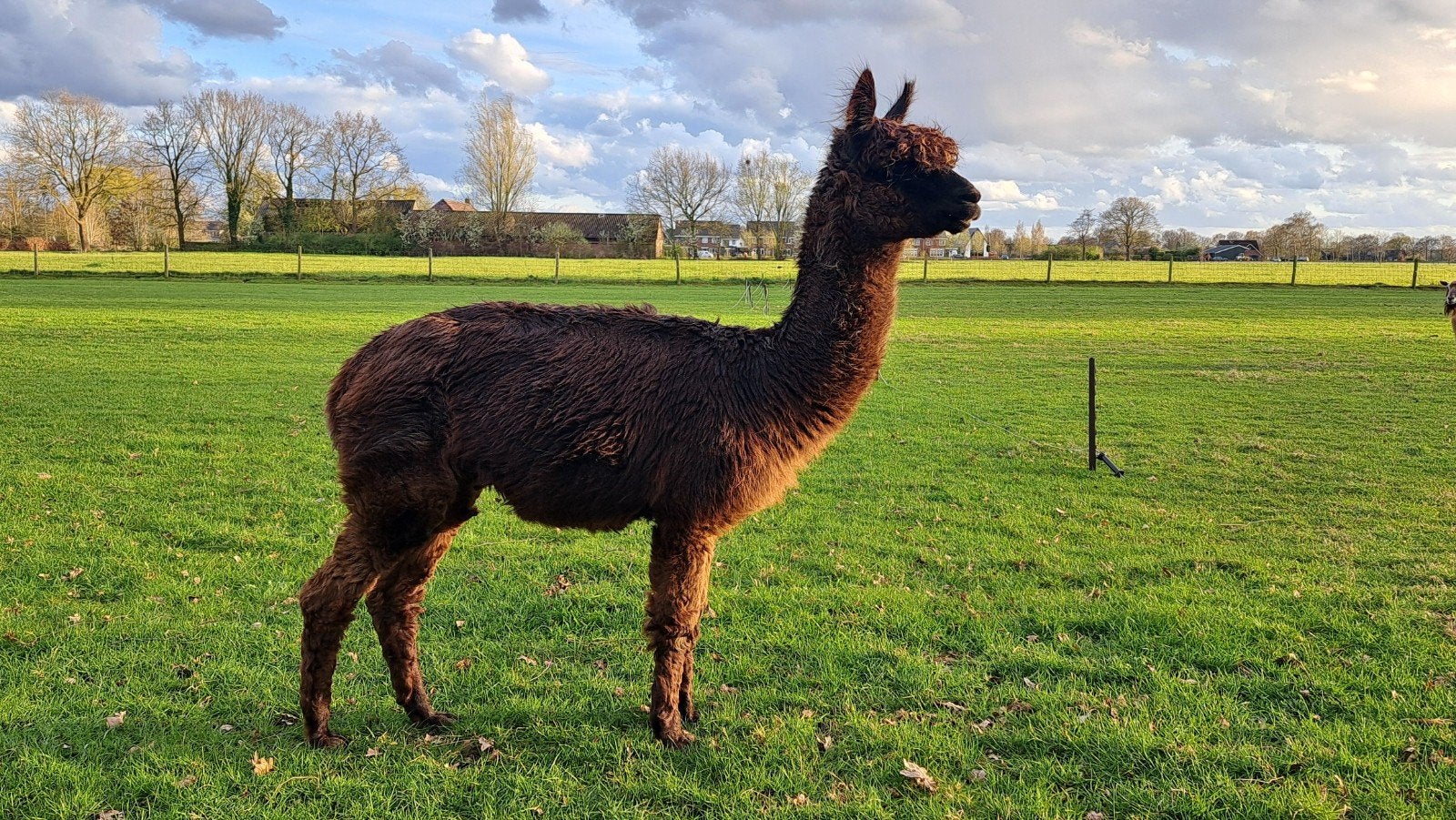 bruine alpaca te huur, April, Mannelijk