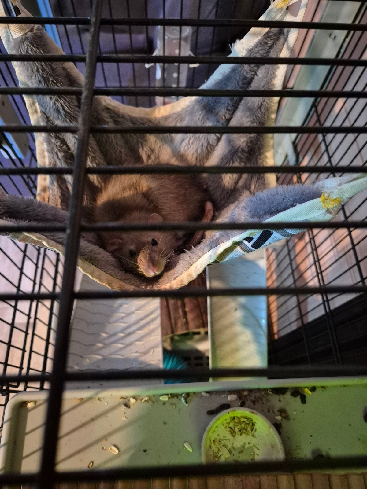 2 ratjes, Ophalen, Gebruikt