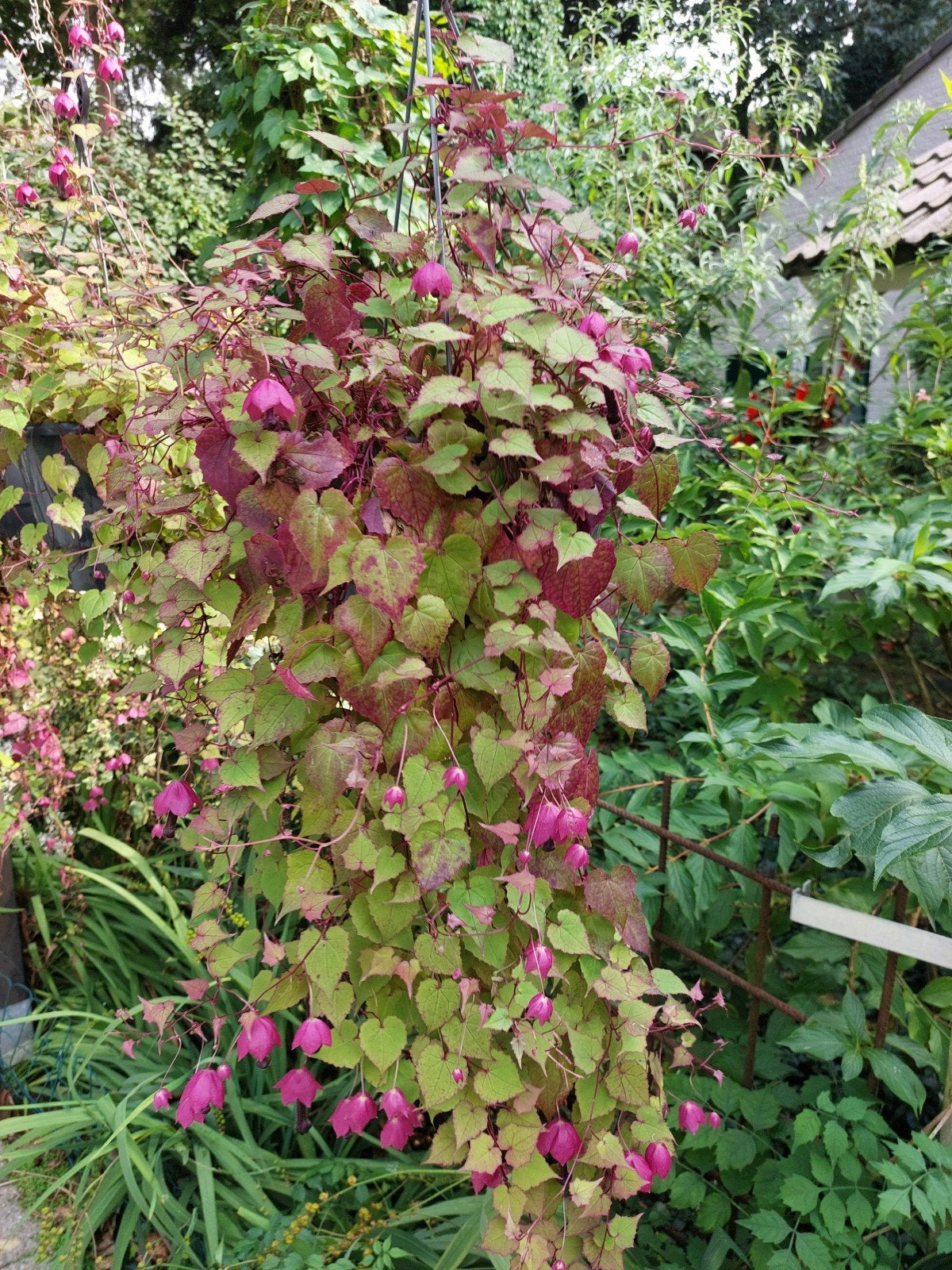 Buitenplant, Ophalen, Overige soorten, Halfschaduw