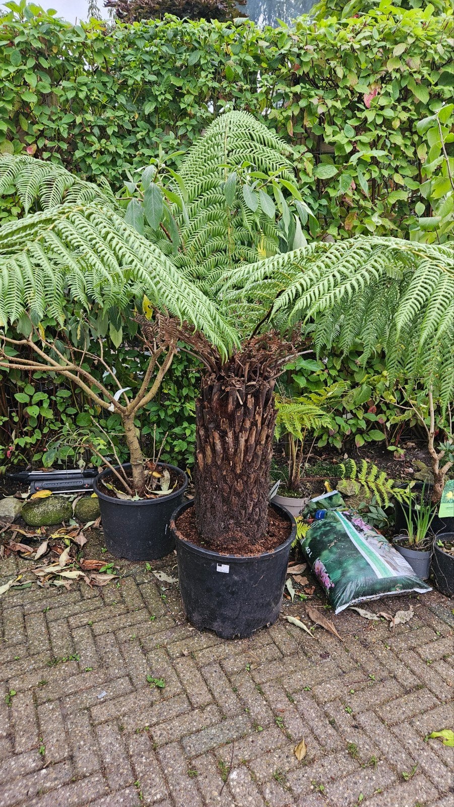boomvaren, Vaste plant, Varens, Ophalen of Verzenden, Bloeit niet