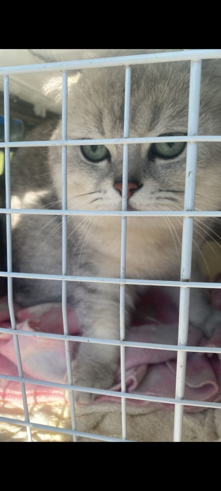 Prachtige Britse Korthaar kittens te koop