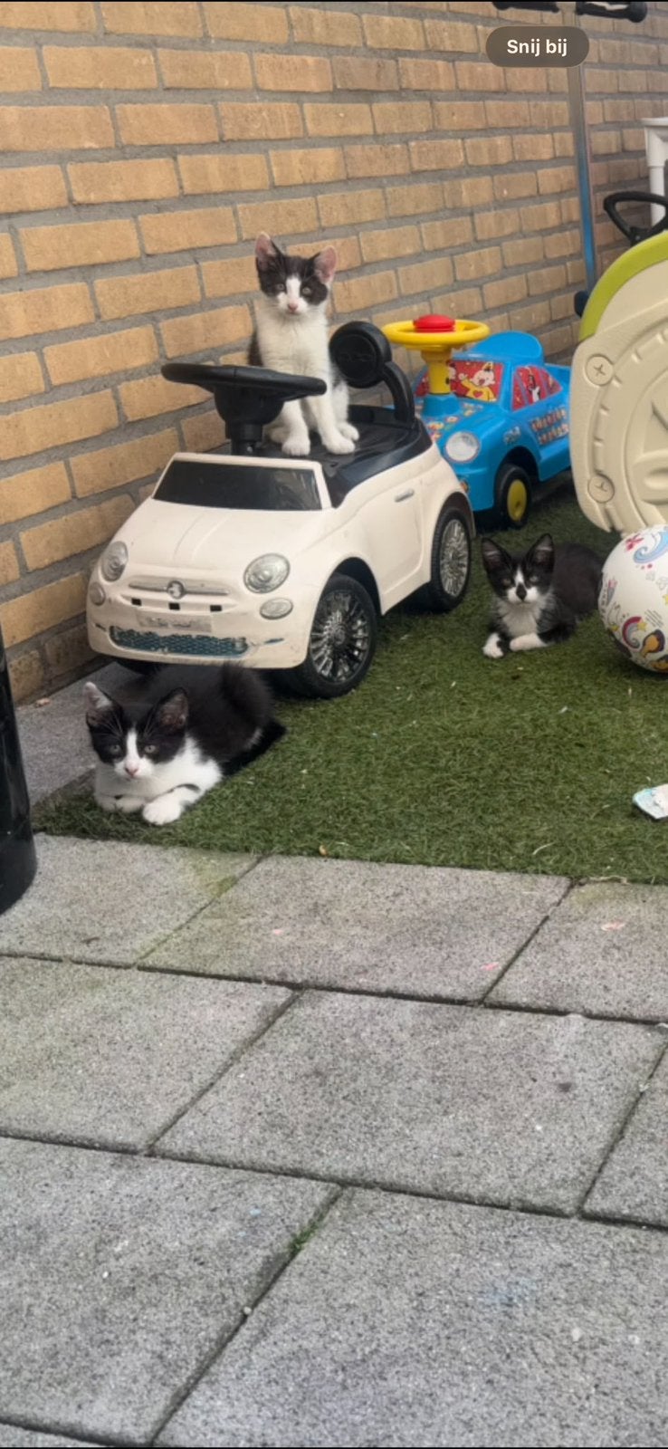 Kittens, Ophalen, Zo goed als nieuw