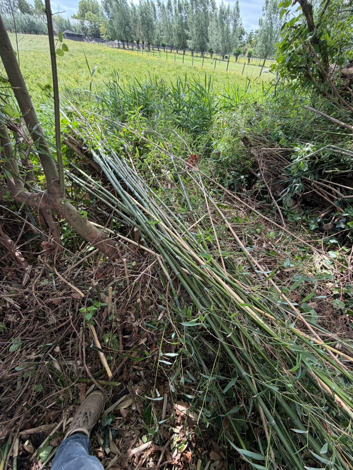 Bamboe voor panda of in tuin, Tuin en Terras, Planten | Tuinplanten, Ophalen, Bloeit niet, Overige soorten, Halfschaduw