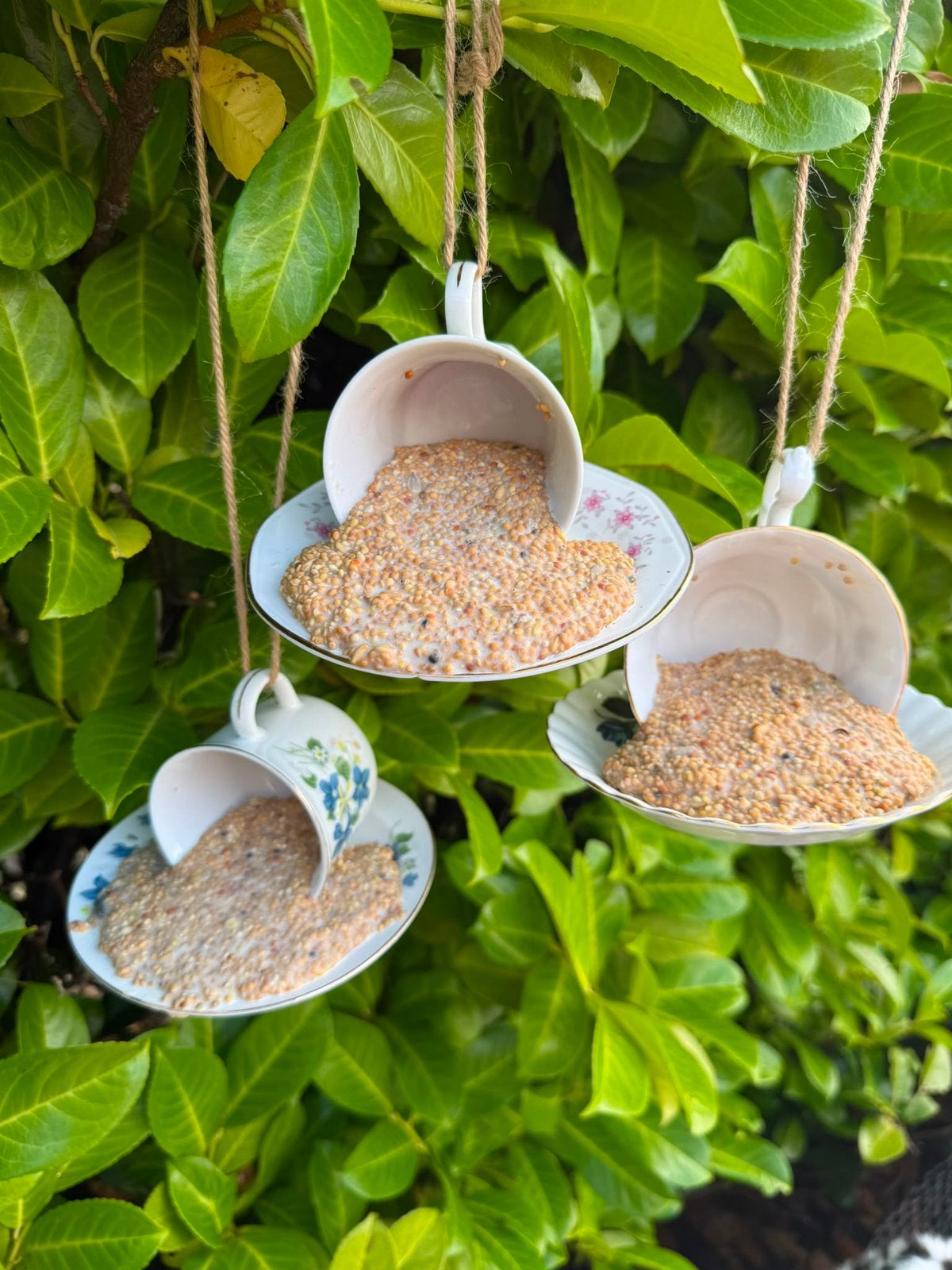 Diverse vogeltaarten vanaf 5 euro, Ophalen of Verzenden, Nieuw