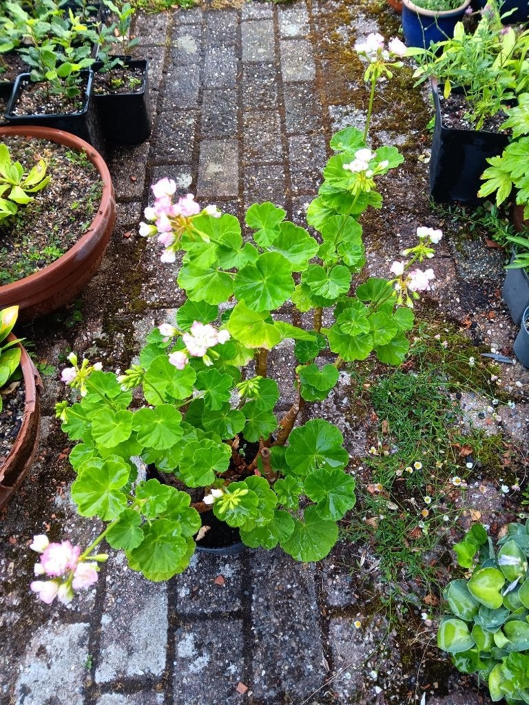 Geranium /Pelargonium  Apple-blossom, Ophalen, Vaste plant, Overige soorten, Halfschaduw