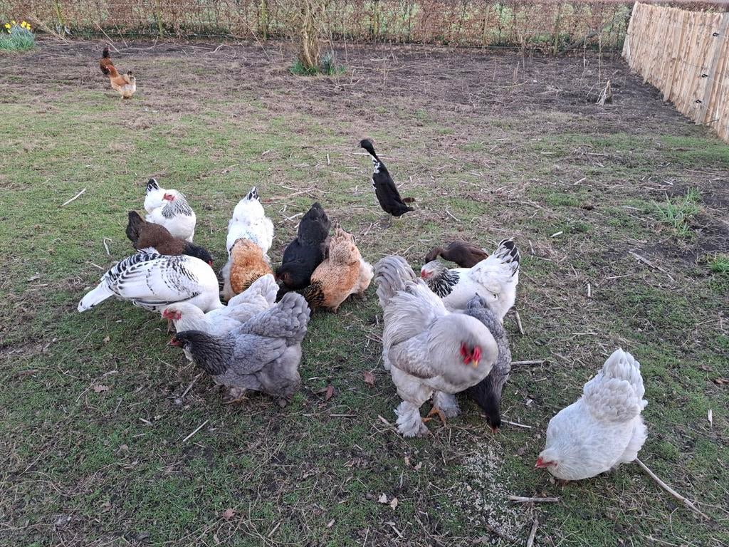 Broedeieren Brahma's groot eieren, Dieren en Toebehoren, Geslacht onbekend, Kip