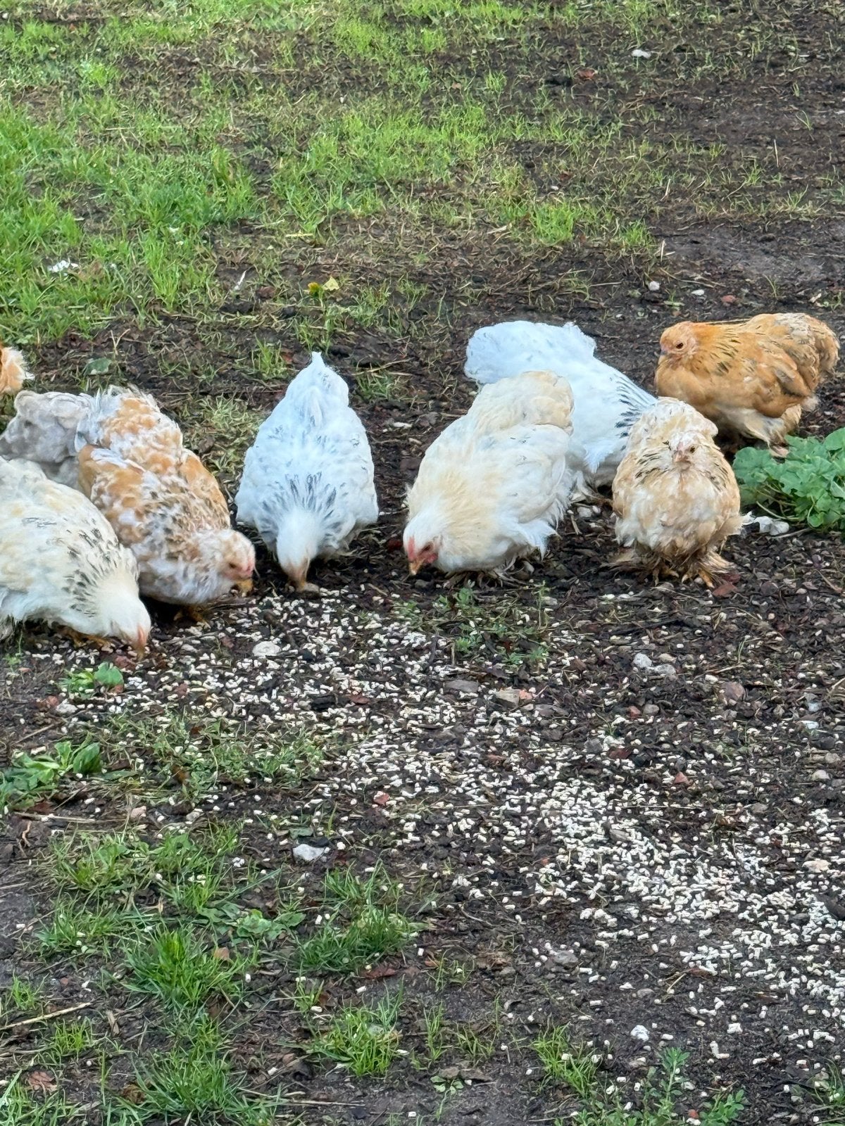 Cochin kriel kippen. Diverse leeftijden, Dieren en Toebehoren, Vrouwelijk, Kip