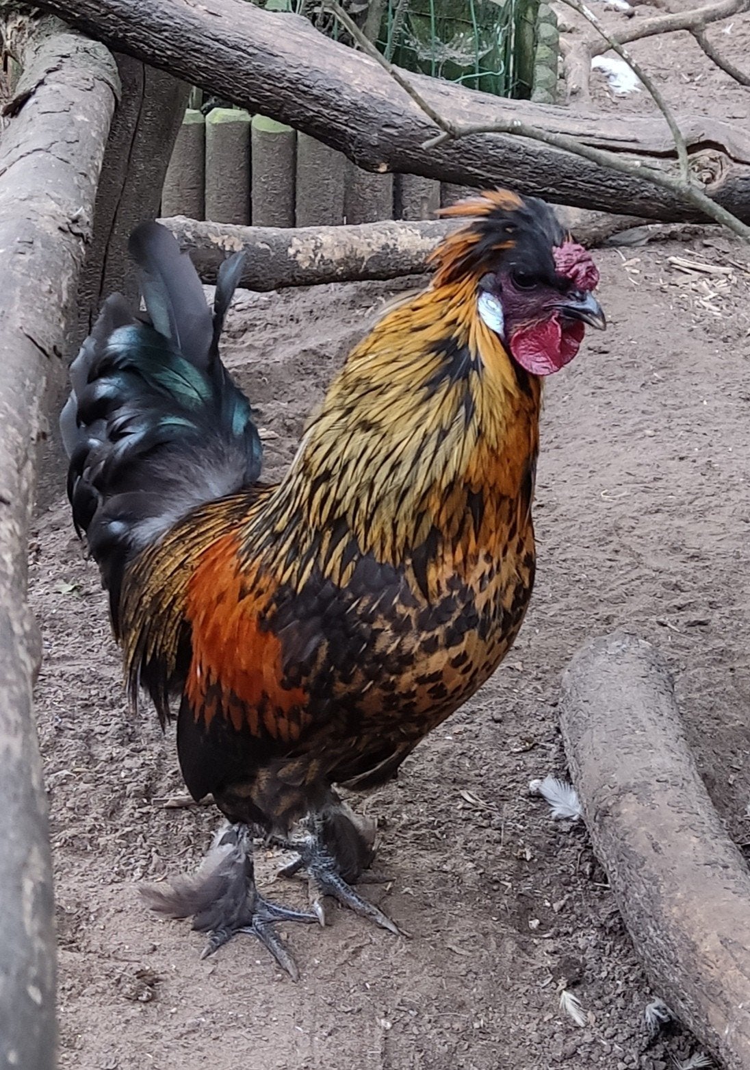Kruising zijdehoen x Hollandse kuifhoen haantje kriel, Dieren en Toebehoren, Mannelijk, Kip